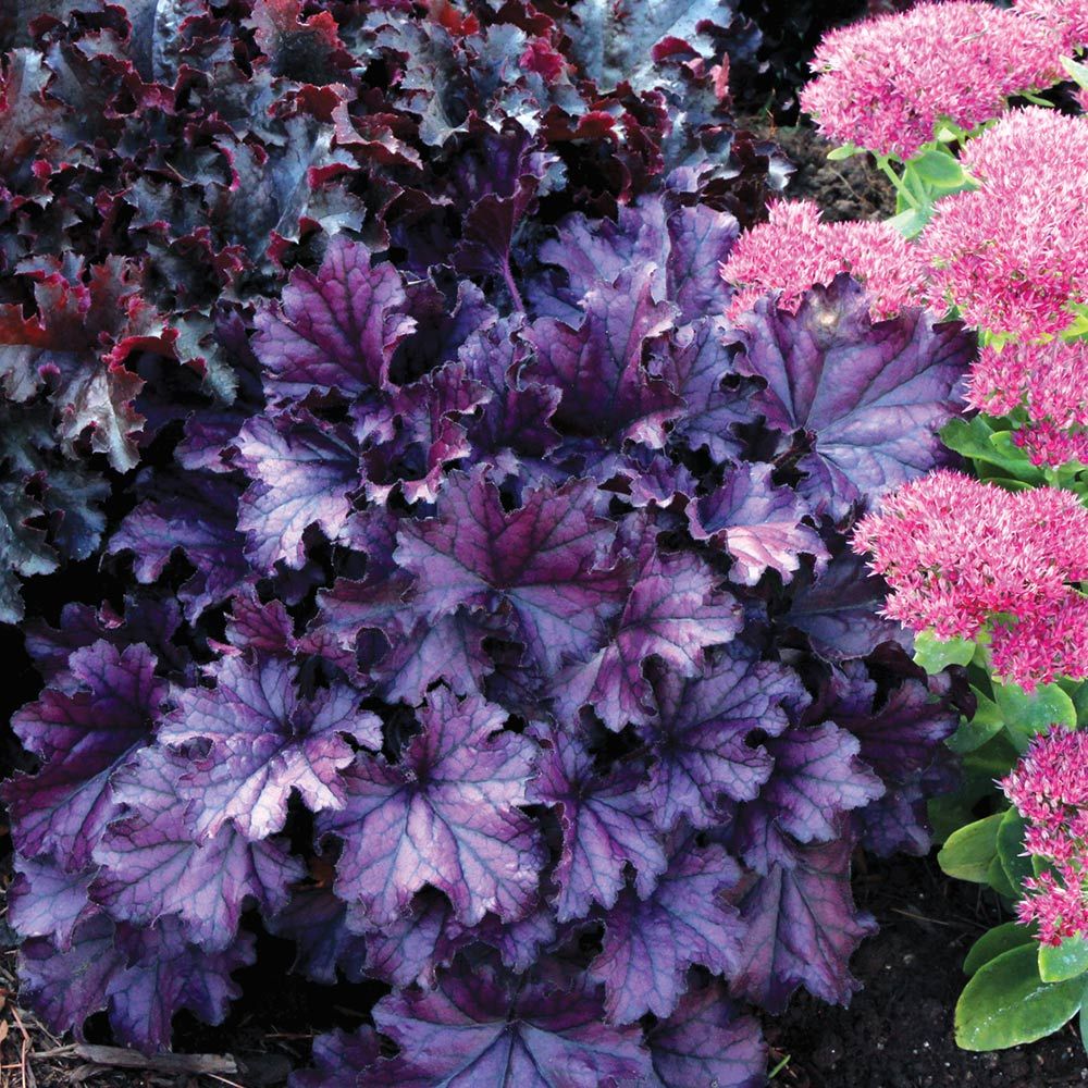 Heuchera 'Forever Purple'